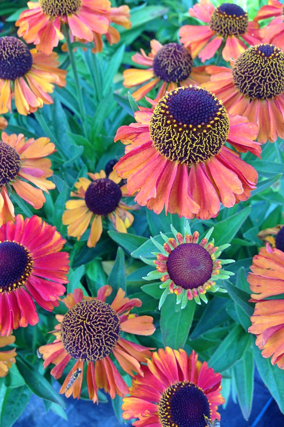 fall flowers for pots containers helenium