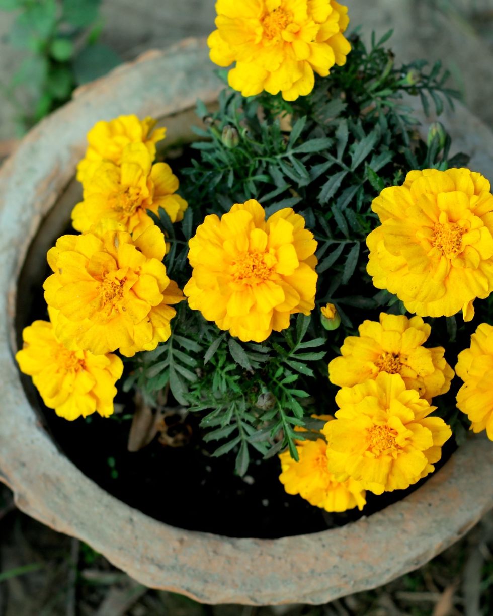 fall flowers for pots containers marigolds