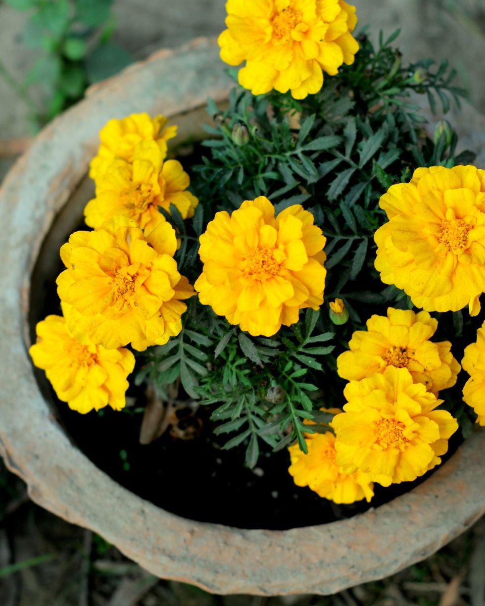 fall flowers for pots containers marigolds
