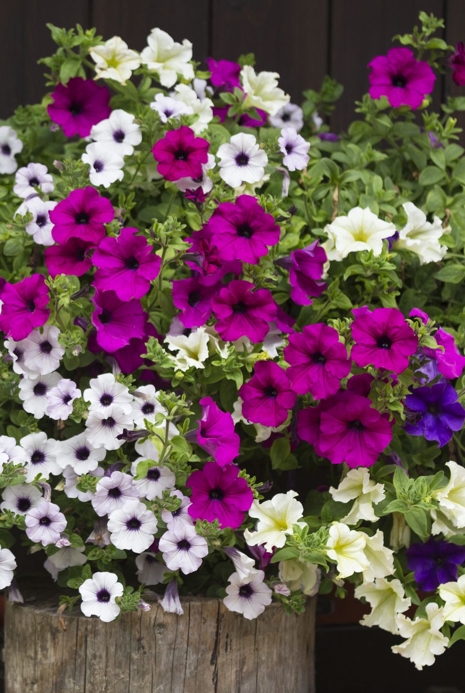 fall flowers for pots containers petunias