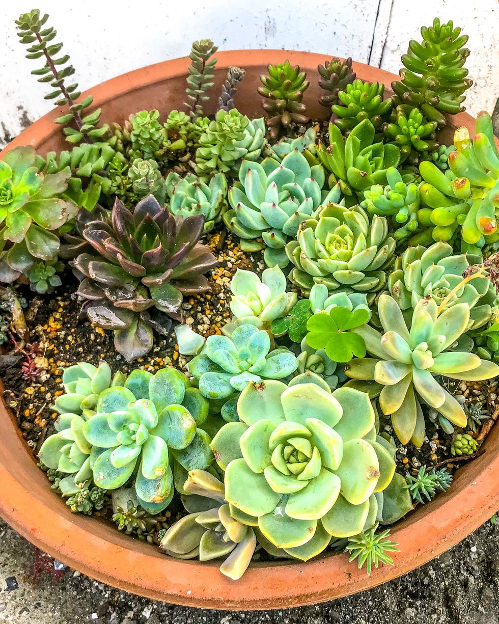 fall flowers for pots containers succulents