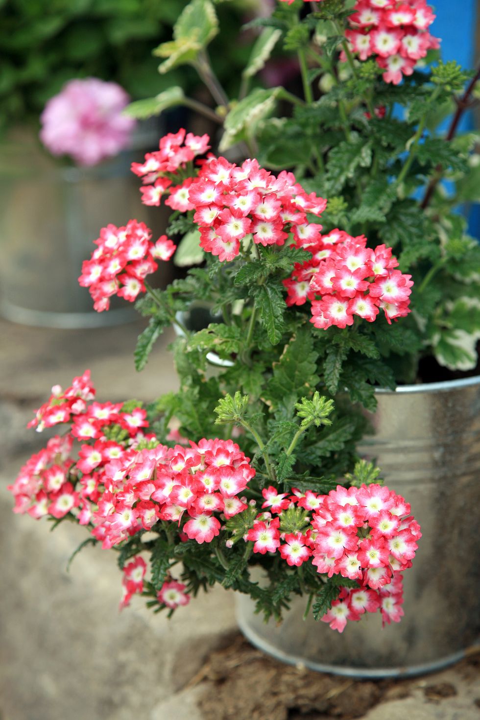 fall flowers for pots containers verbena