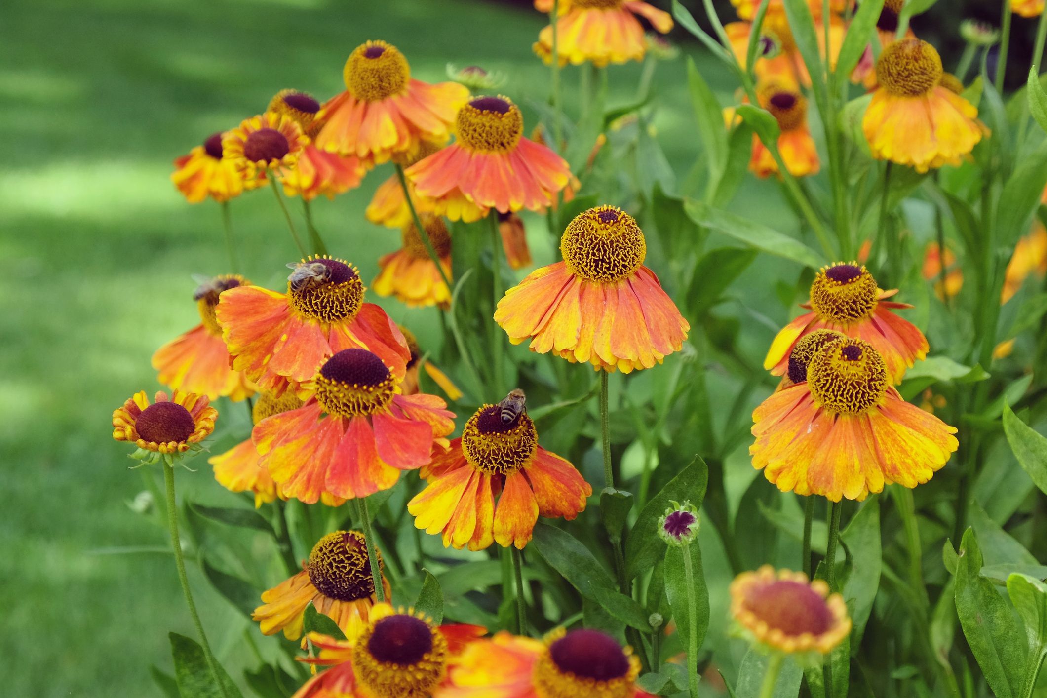 25 Best Fall Flowers for an Autumn Garden