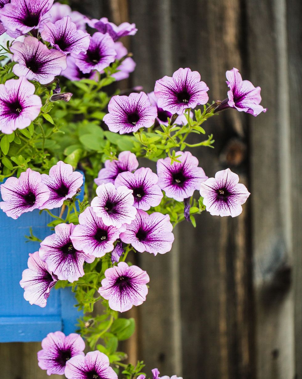 pale purple petunias in blue hanging pot with wood fence in background