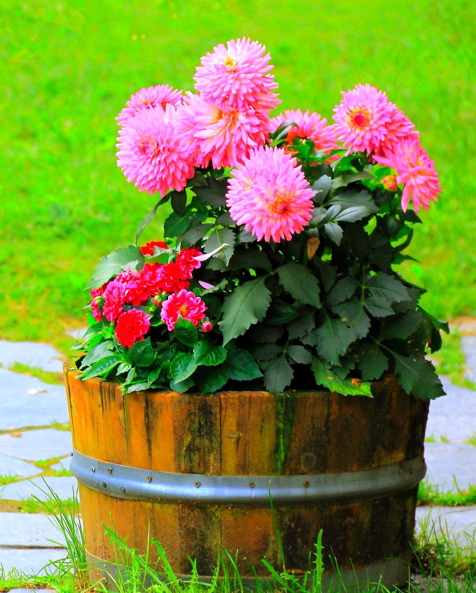 pink dahlias in a pot outdoors, norway