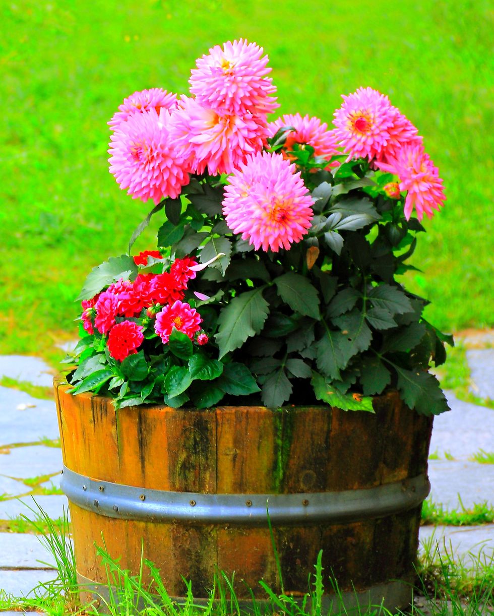 pink dahlias in a pot outdoors, norway
