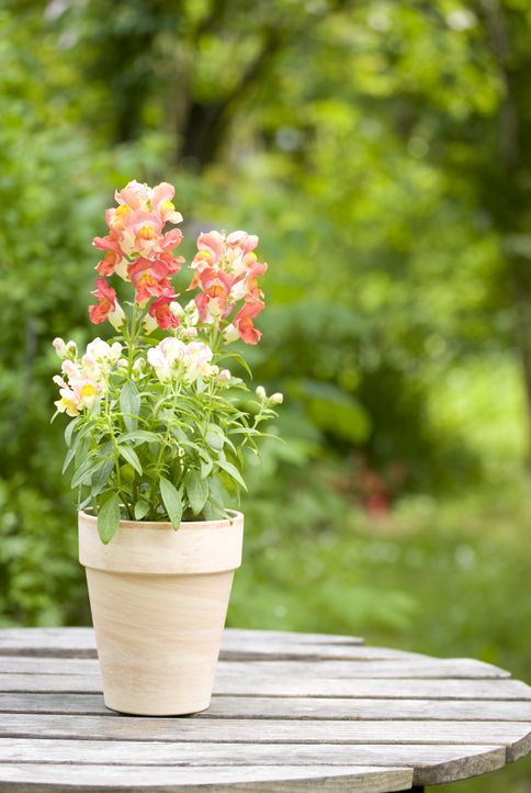 outdoor flower arrangements in pots