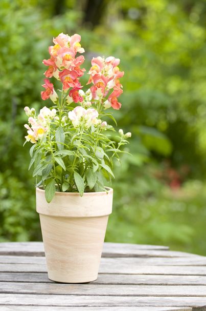 flower pot in the garden, close up
