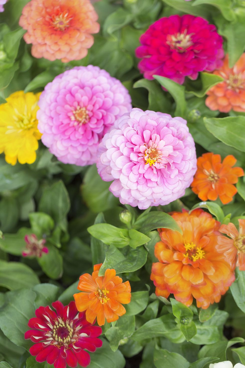 colorful zinnias up close in a planter
