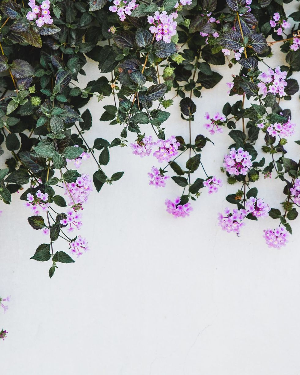 fall blooming purple sweet alyssum flowers against white wall