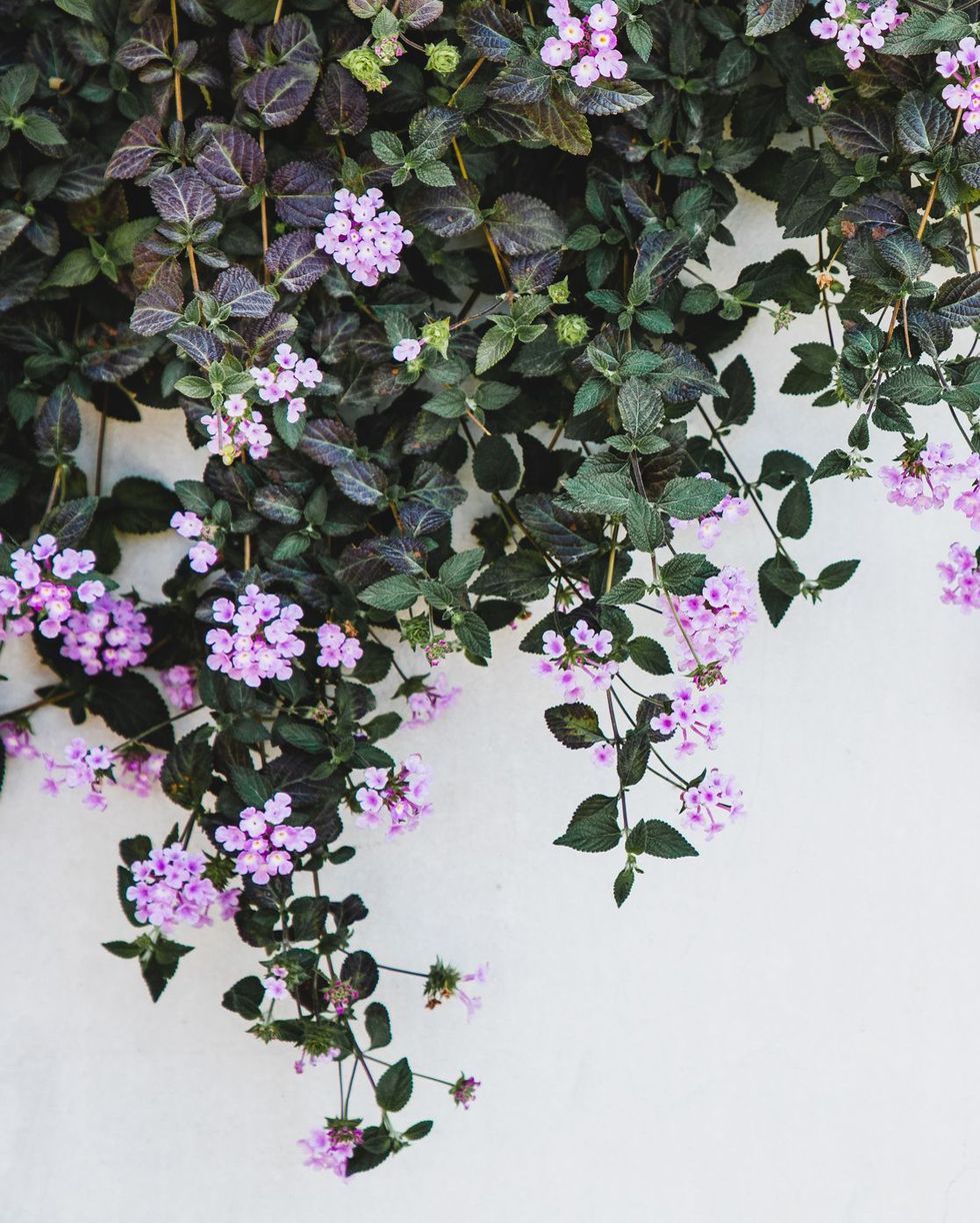 fall blooming purple sweet alyssum flowers against white wall