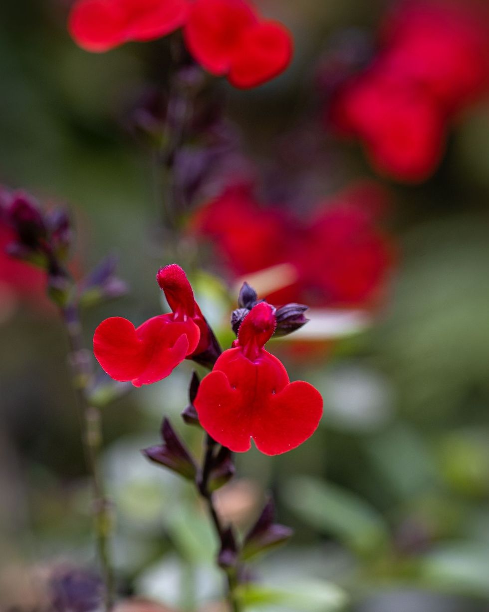 salvia greggii 'radio red' also known as red sage, red salvia, red hummingbird plant and , autumn sage, red flowers