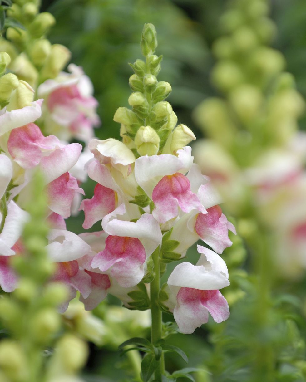 pale pink snapdragon flower spikes