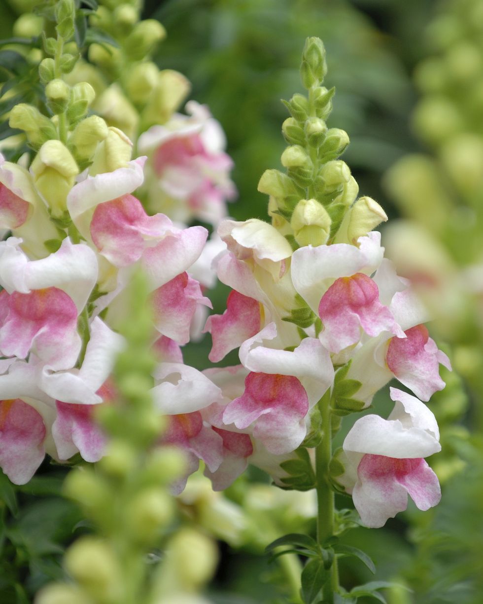 pale pink snapdragon flower spikes