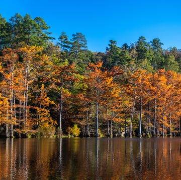 Fall Cypress Trees at Beavers Bend State Park, OK these bald cypress trees were photographed at sunset, in the fall, at beavers bend state park, oklahoma, on the mountain fork river