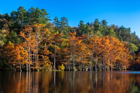 these bald cypress trees were photographed at sunset, in the fall, at beavers bend state park, oklahoma, on the mountain fork river
