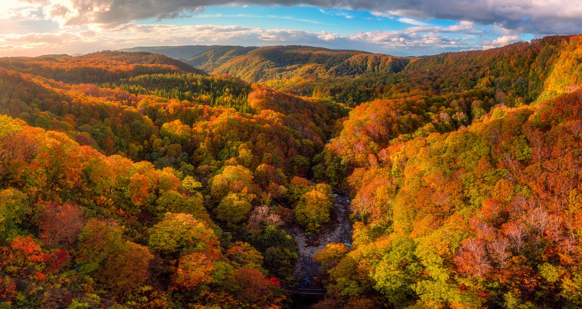 2021 Fall Foliage Map When Will The Leaves Change This Fall