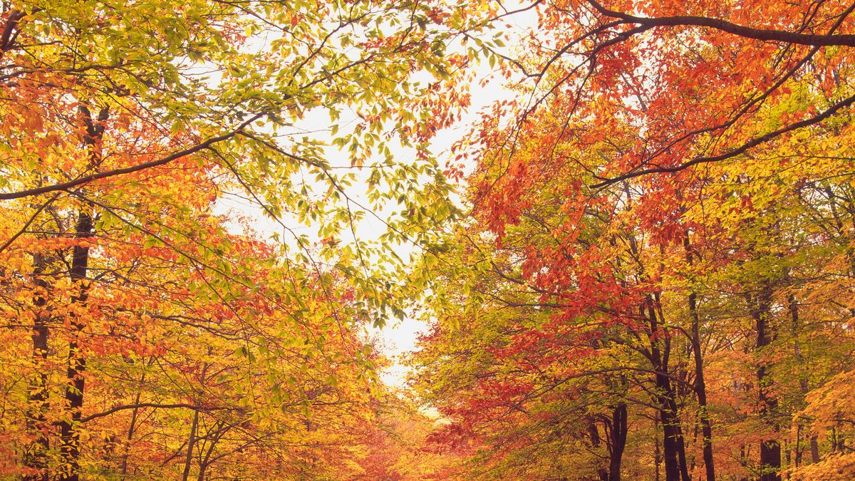 preview for 10 Places to See Gorgeous Fall Foliage