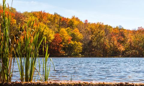 fall foliage on the water