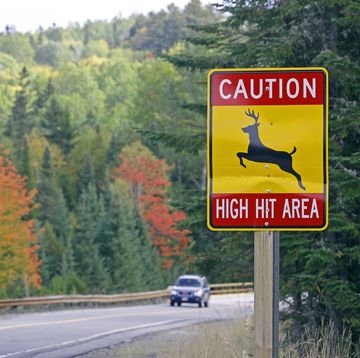 fall foliage route 16 deer crossing franklin county maine new england