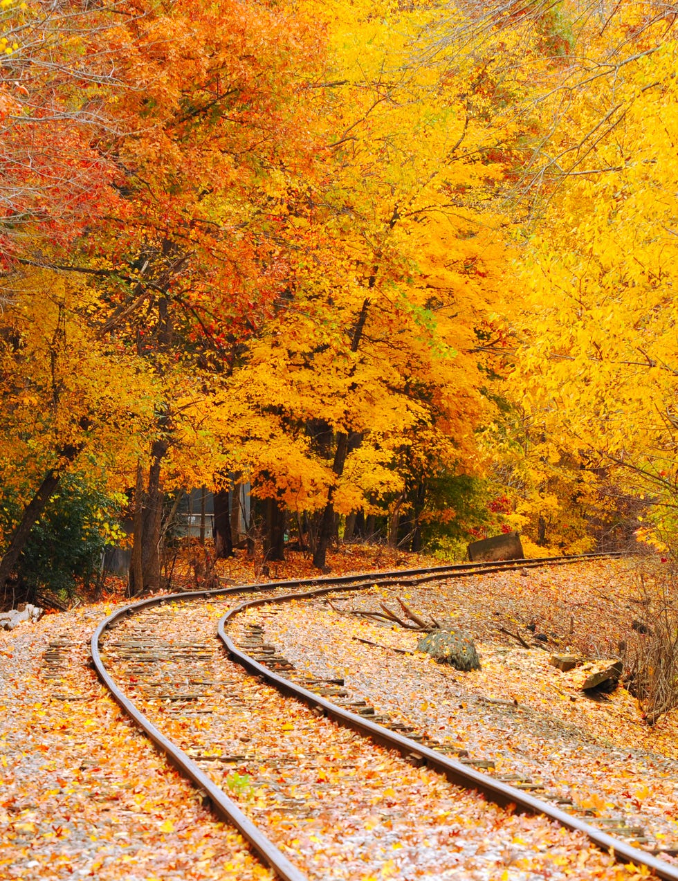 empty train tracks in fall foliage