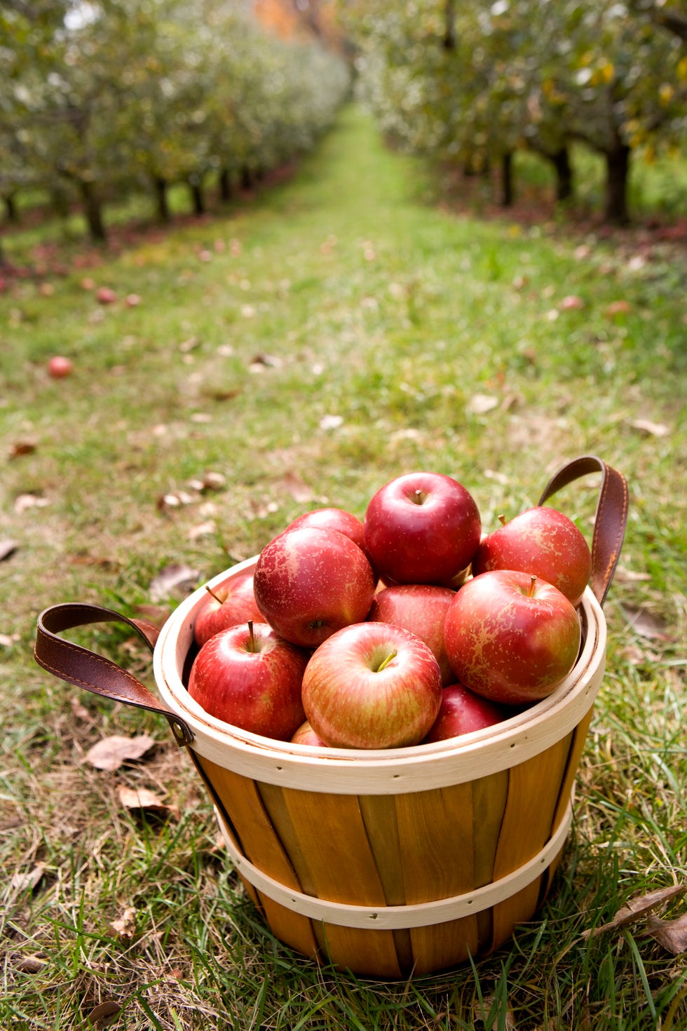 A Guide To Fall Fruits To Harvest In Season