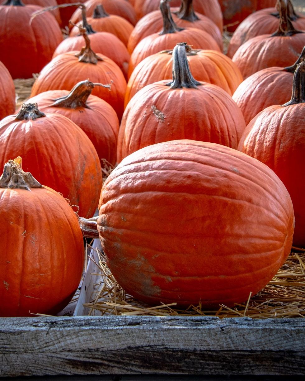 https://hips.hearstapps.com/hmg-prod/images/fall-fruits-pumpkins-1660682801.jpeg?crop=0.815xw:1.00xh;0.185xw,0&resize=980:*