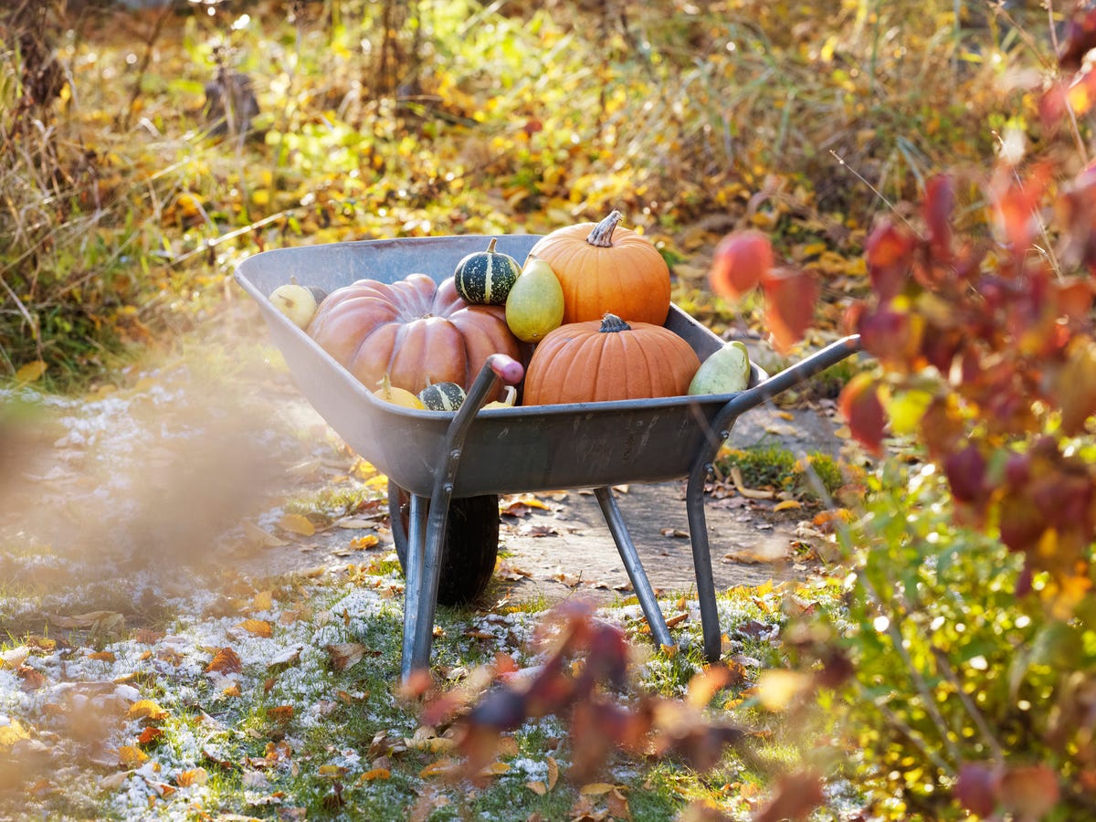 fall garden