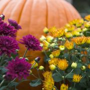 fall landscape ideas flowers and pumpkin