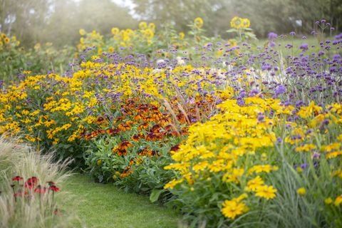 pollinator garden with yellow and orange flowers