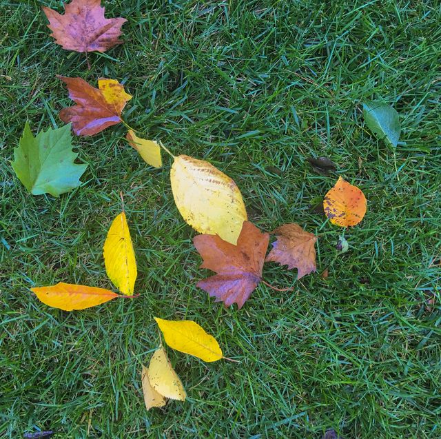 leaves on a green lawn
