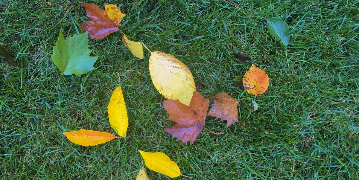 6 Tips for Fall Lawn Care