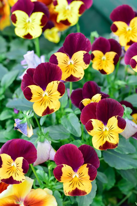 a close up of purple and yellow pansy flowers