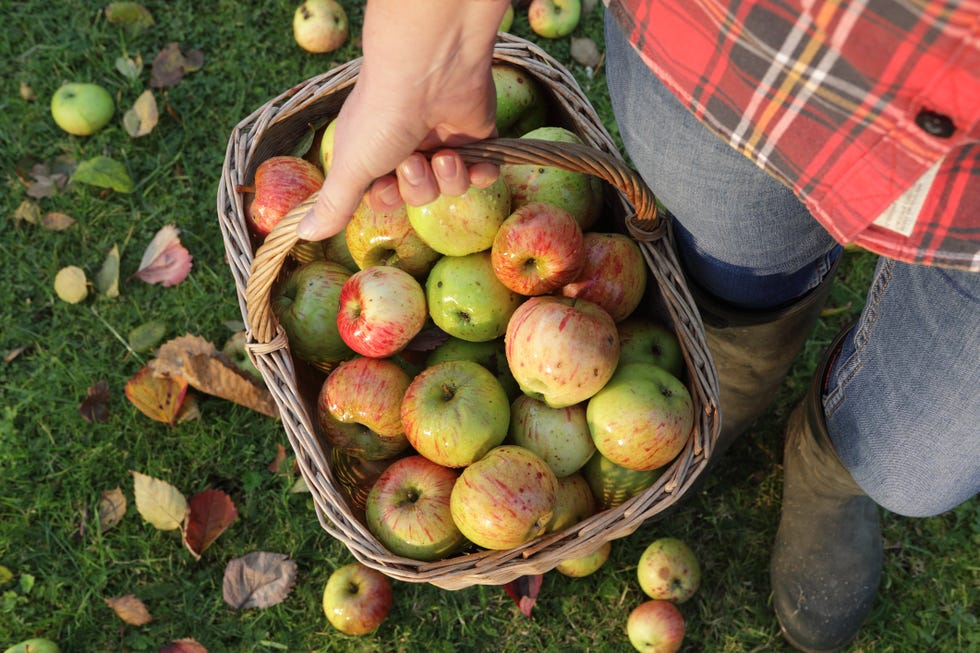 woman collecting basket of apples