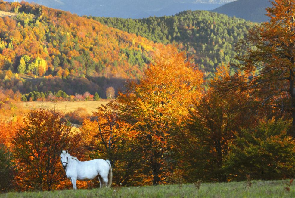 fall pictures, horse in mountain meadow with forest in background