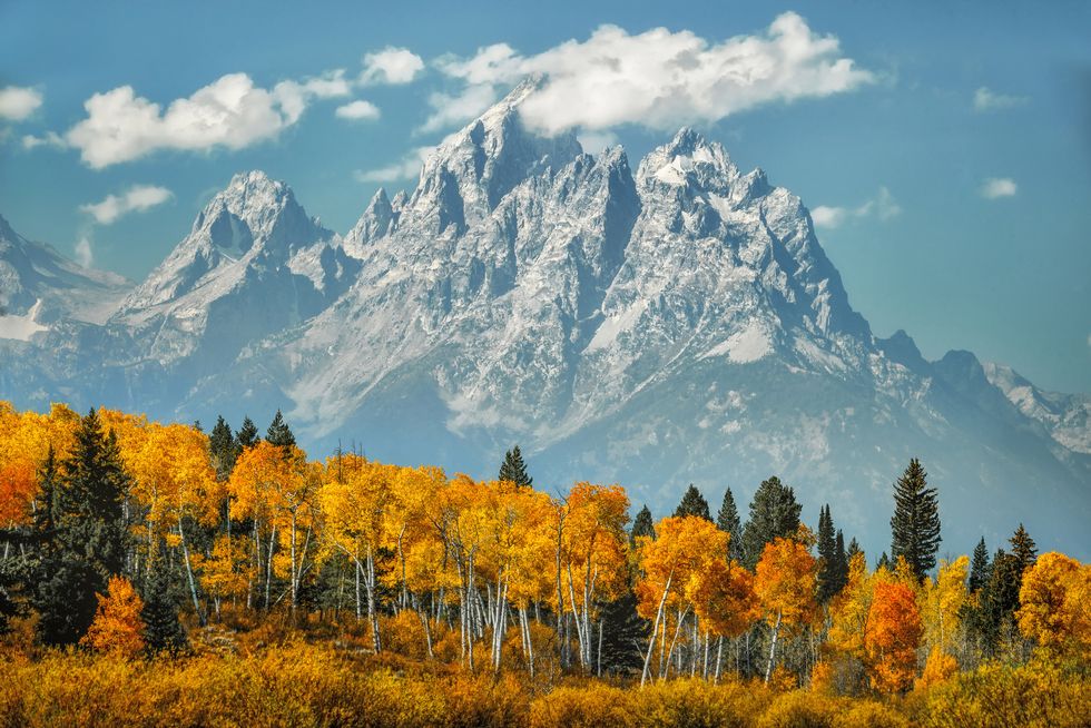 aspen grove in fall colors with snow covered mountains in the background, grand teton national park