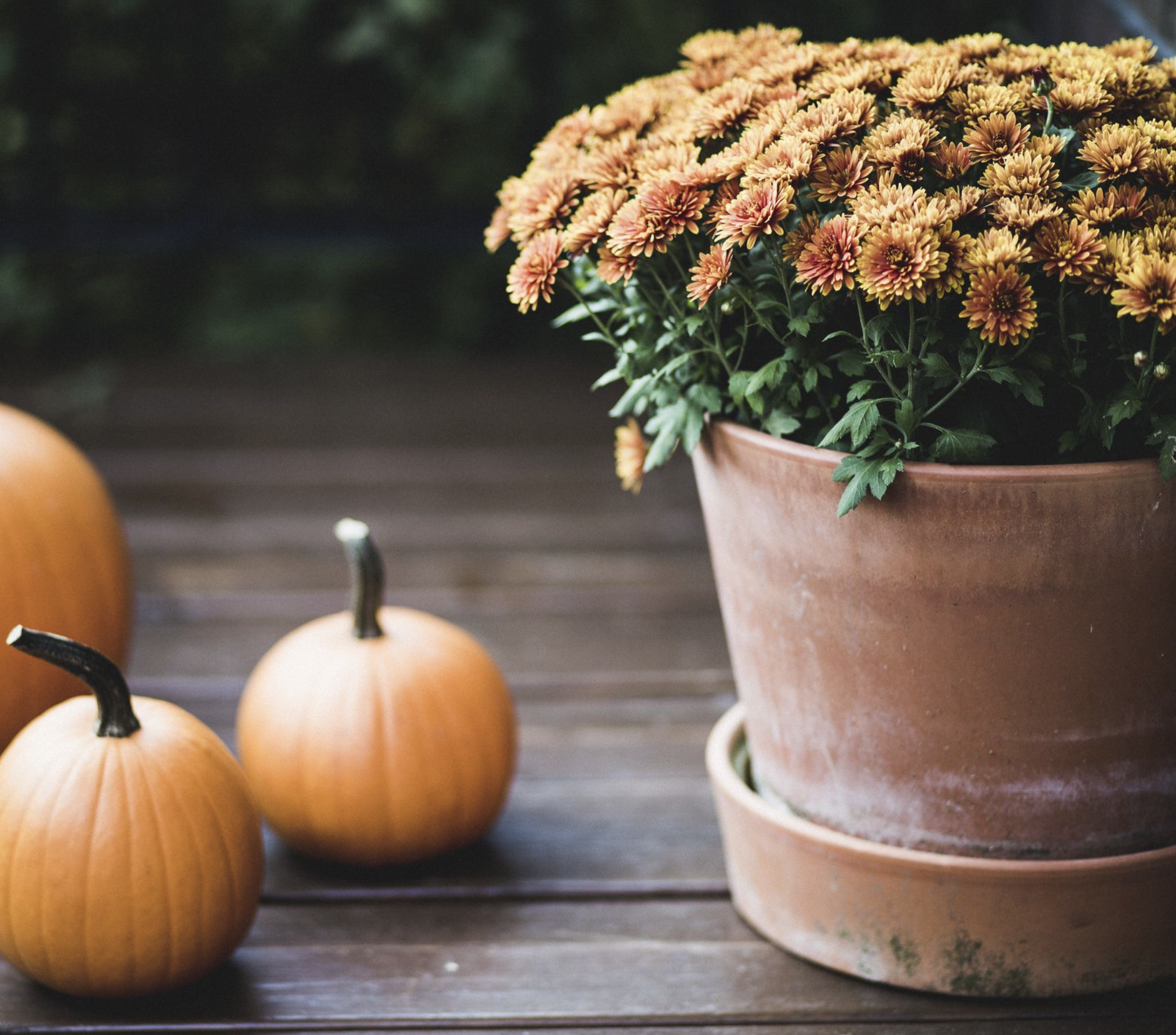 Pumpkin Planter Filler  Pumpkin planter, Autumn decorating, Fall