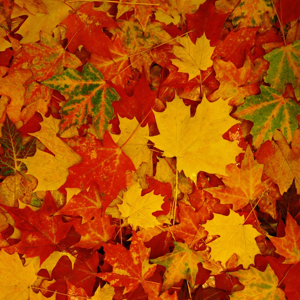 fall puns about autumn leaves