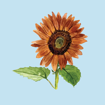 illustration of a sunflower with orange petals against a light blue background