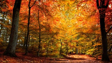 fall quotes