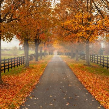 tree lined road in shenandoah valley in autumn that you might caption with one of these fall quotes