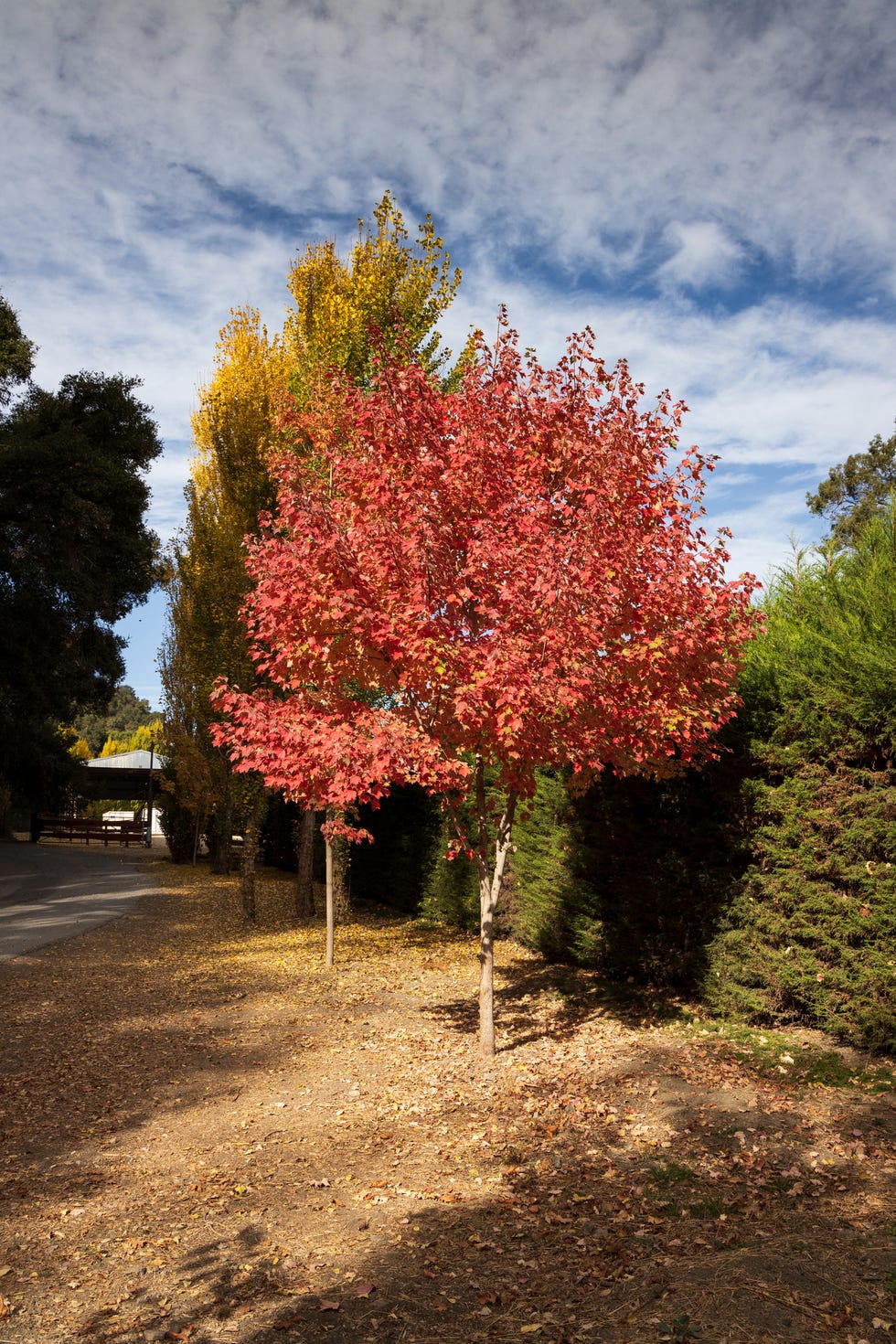 fall tree