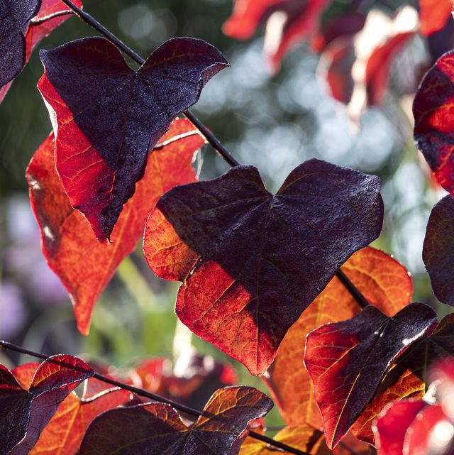 How To Reuse Dead Leaves This Autumn — Autumn Gardening
