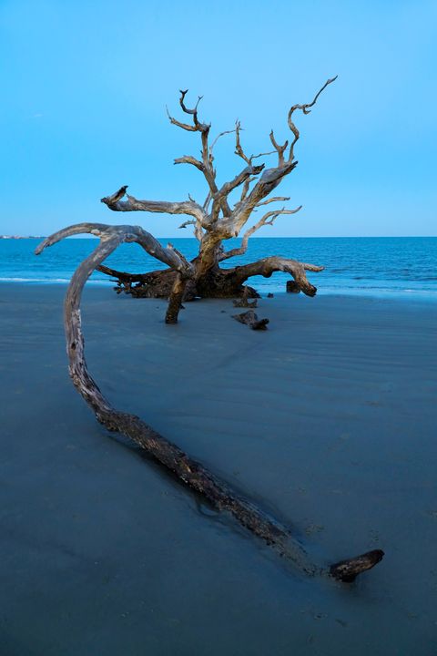 driftwood from fallen trees at beach