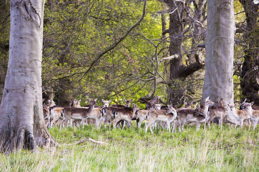 Fallow Deer, Dama dama in the grounds of Holkham Hall in Norfolk, UK.