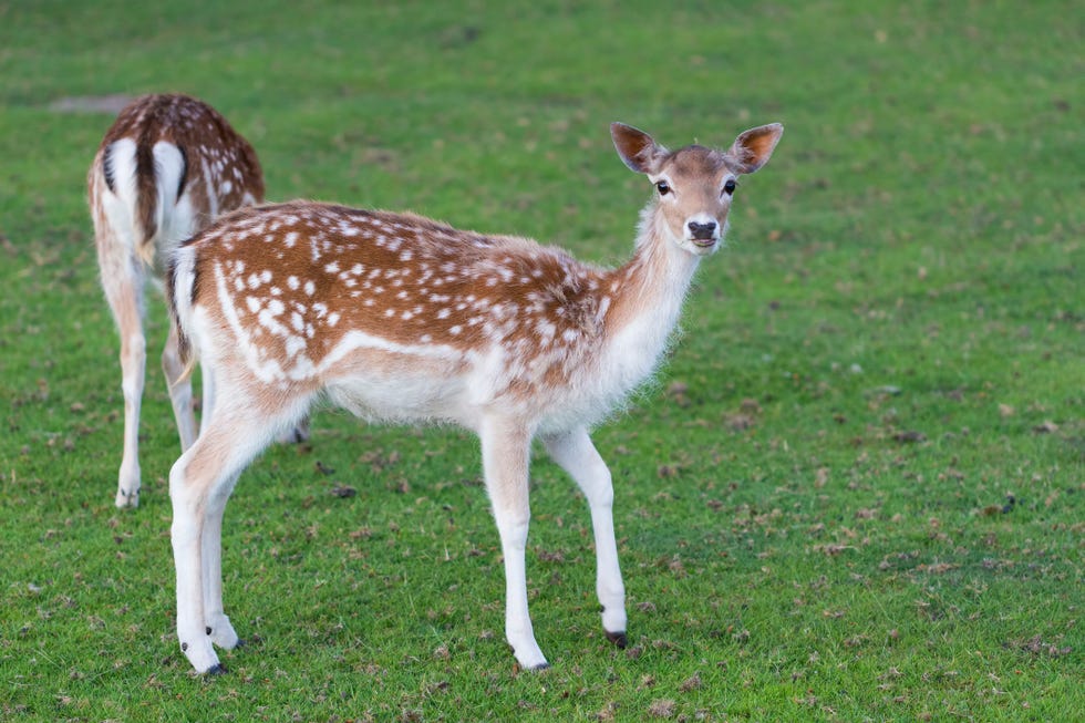 damherten in het deelerwoud op de veluwe