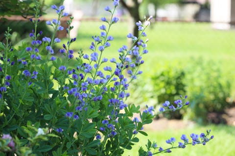 10 Best Full-Sun Perennials - Plants That Add Color to Your Garden