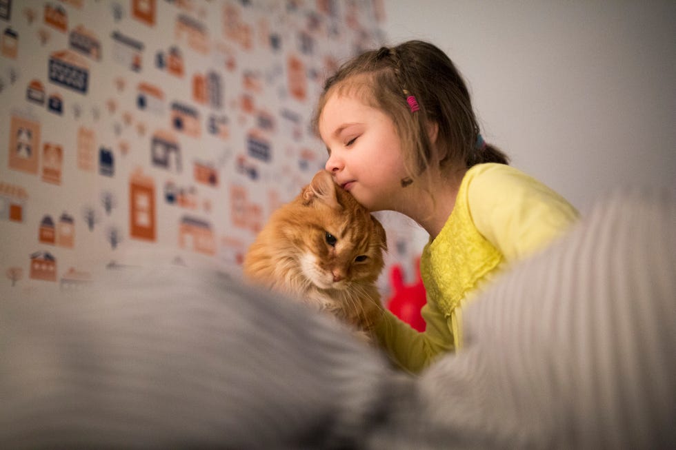 Why Cats Make the Best Pets 