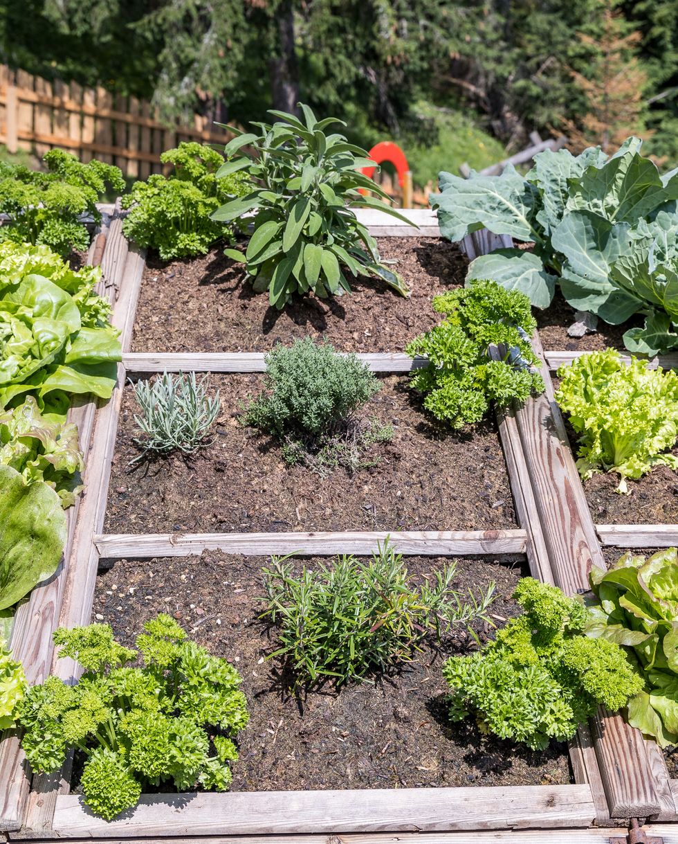 family organic vegetable garden
