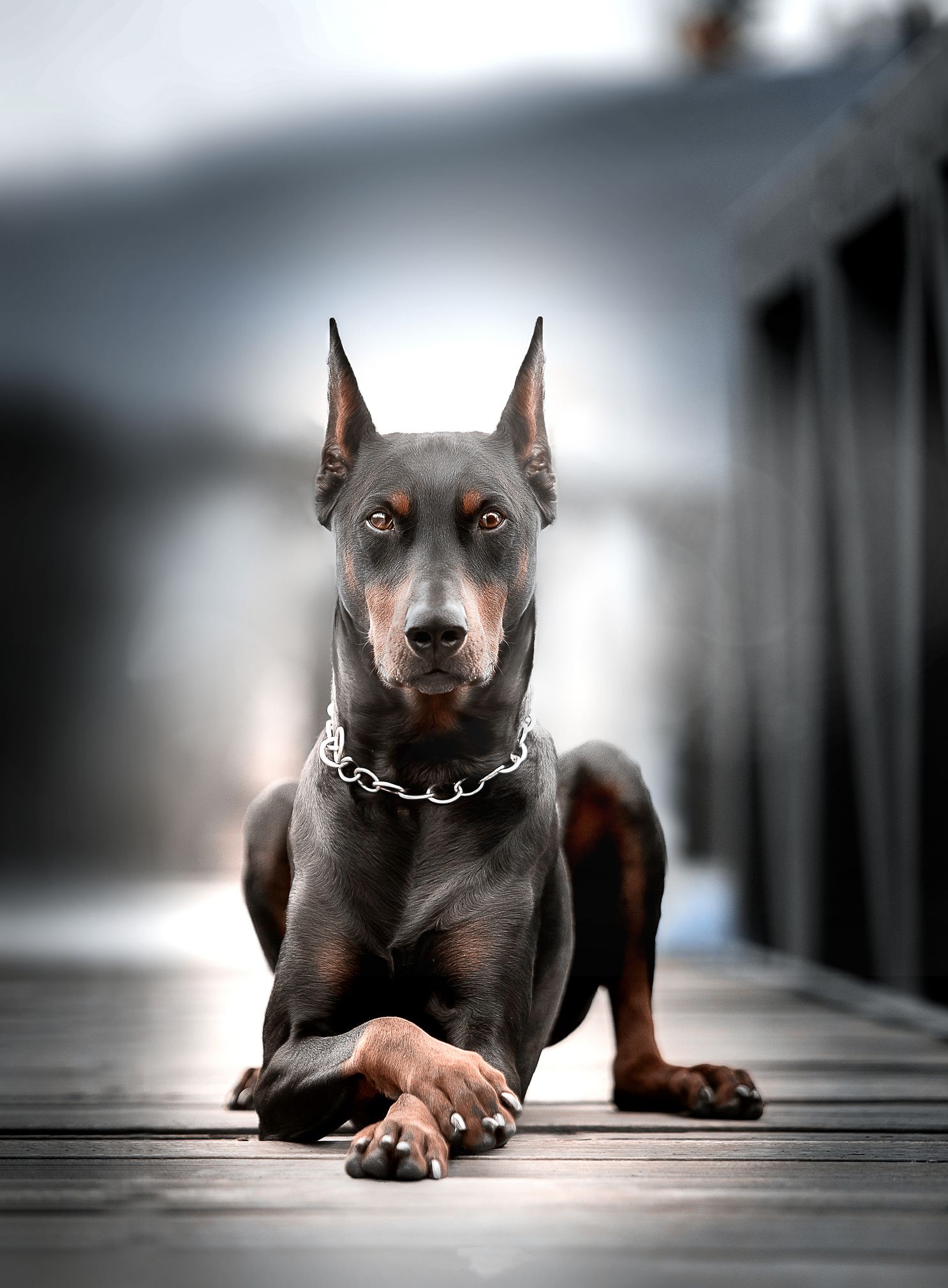 18 Smartest Dog Breeds, Ranked — Most Intelligent Dogs